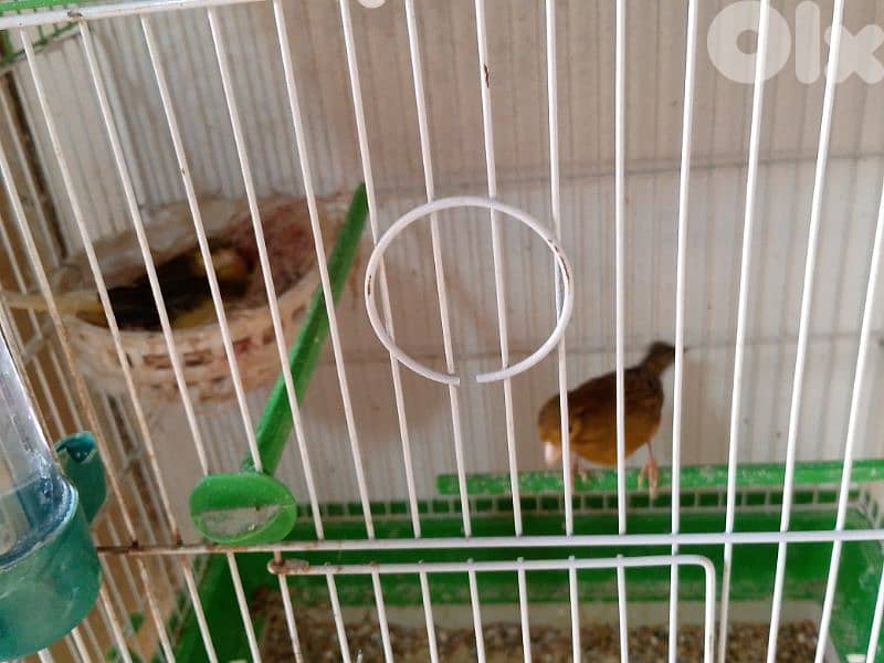 كنارات. نورتش. اغات. غلستر . بلدي و موزيك . مناديق 13