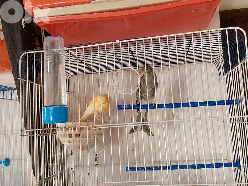 كنارات. نورتش. اغات. غلستر . بلدي و موزيك . مناديق 14