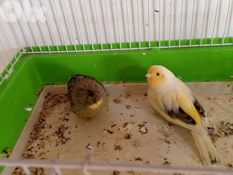 كنارات. نورتش. اغات. غلستر . بلدي و موزيك . مناديق 15