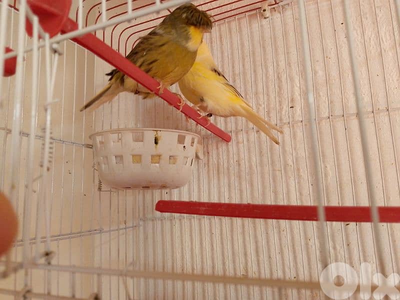 كنارات. نورتش. اغات. غلستر . بلدي و موزيك . مناديق 16