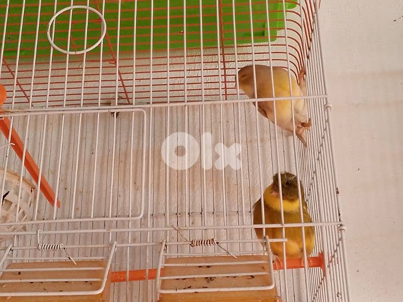 كنارات. نورتش. اغات. غلستر . بلدي و موزيك . مناديق 17