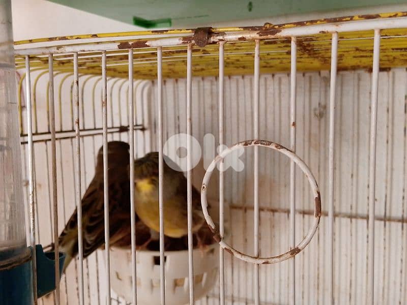 كنارات. نورتش. اغات. غلستر . بلدي و موزيك . مناديق 18