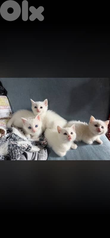 turkish angora kitten