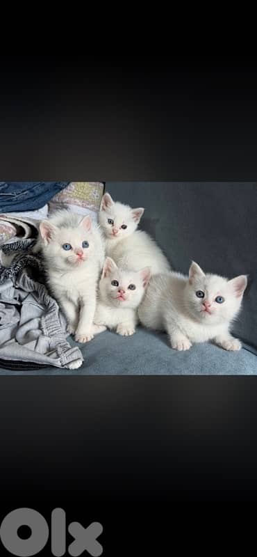 turkish angora kitten 1