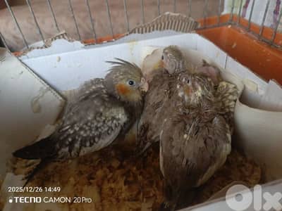 فراخ كروان تزقيم  سوبر صحة