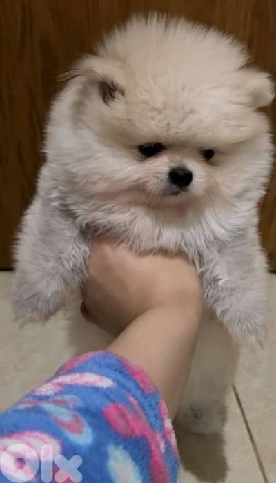 أحلى الأسعار