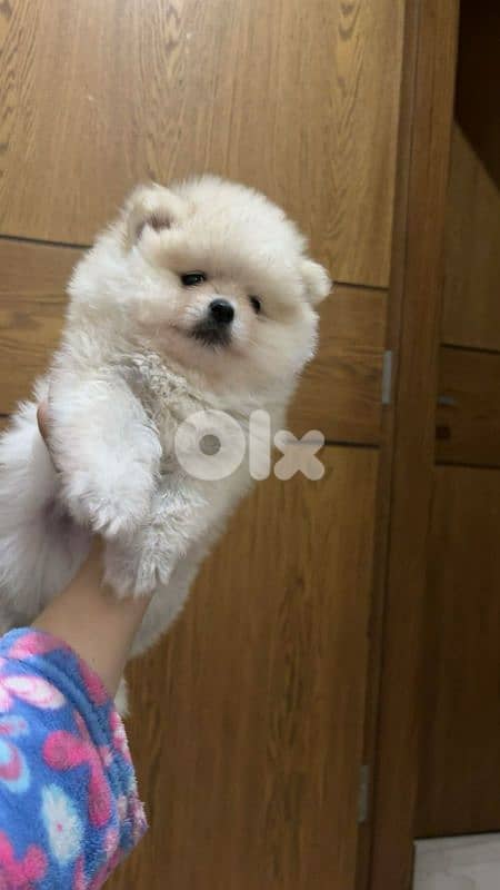 أحلى الأسعار 1