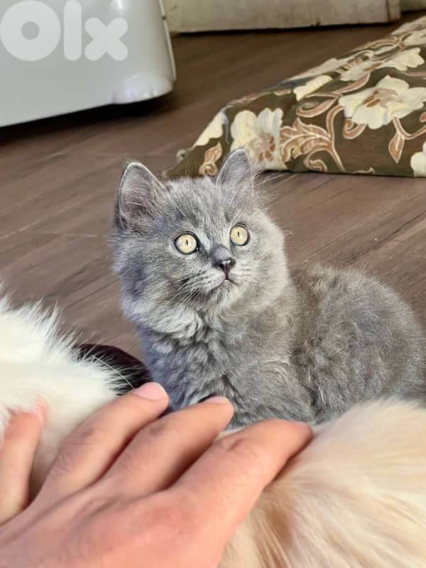 British ٣ شهور 1