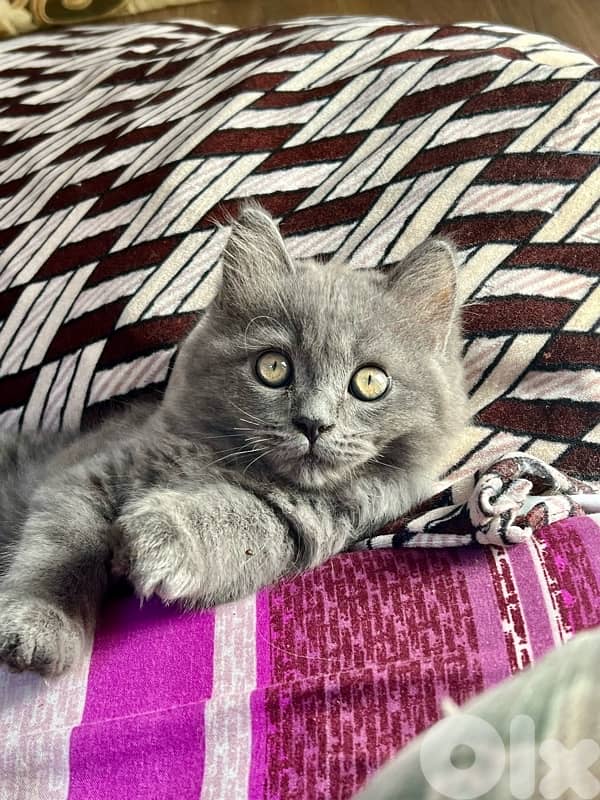 British ٣ شهور 2