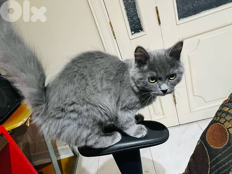 British ٣ شهور 3