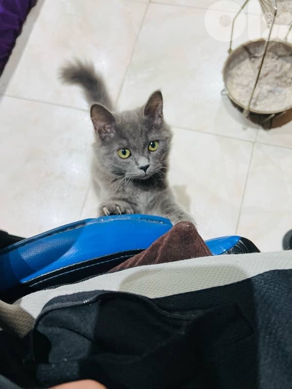 British ٣ شهور 4