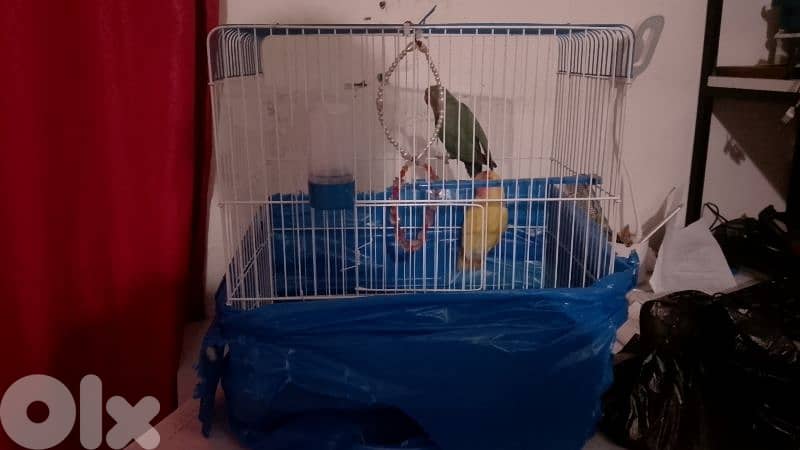 جوز روز مع قفص 35$ جوز طيور الجنه مع قفص 10$ 2