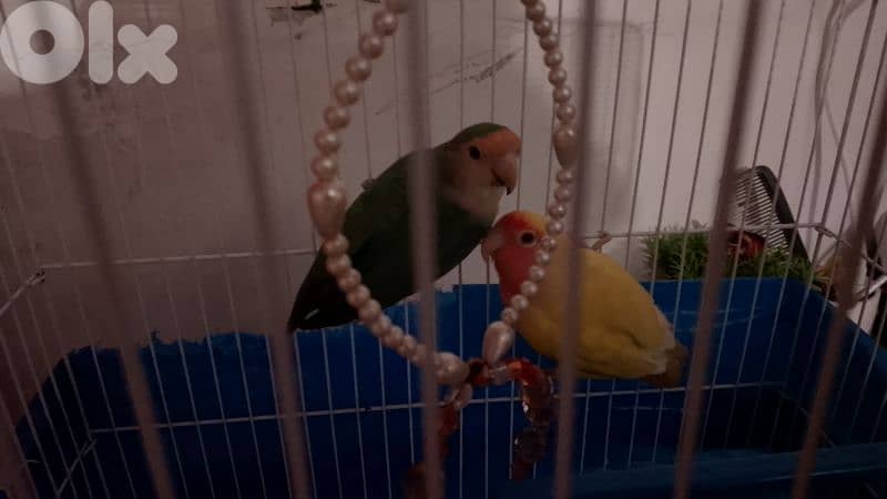 جوز روز مع قفص 35$ جوز طيور الجنه مع قفص 10$ 3