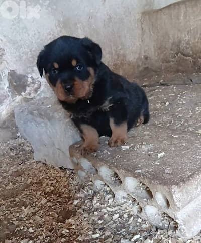 rottweiler