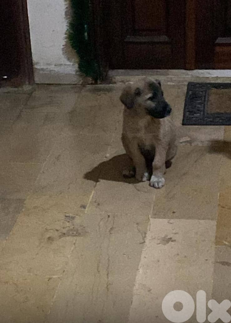 Puppy for adoption 1