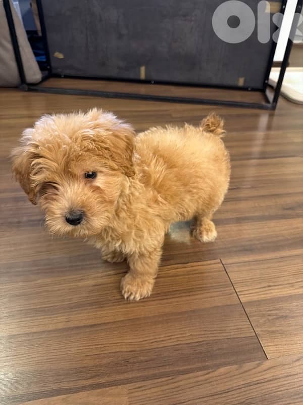 Maltipoo 1
