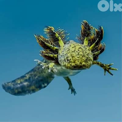 axolotl