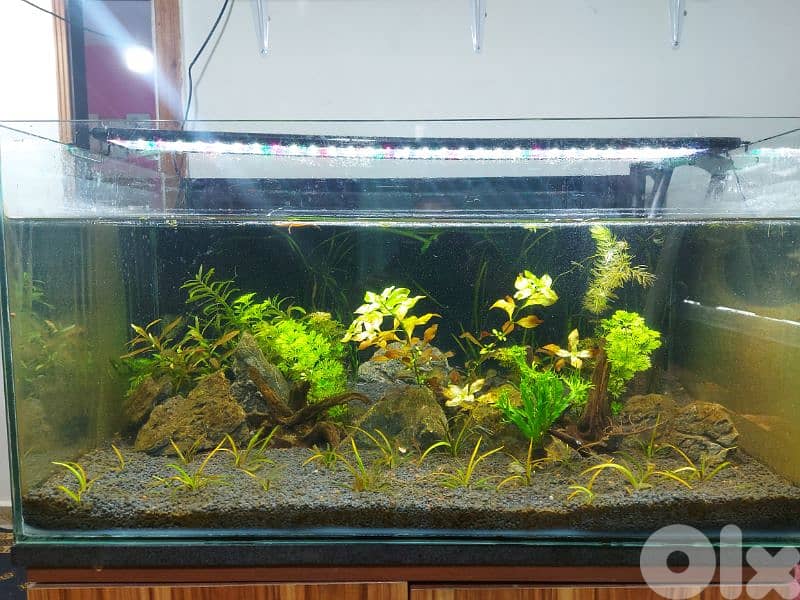 aquarium with table 1