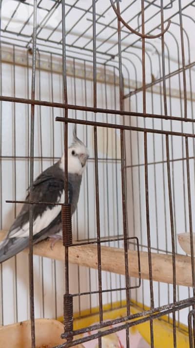 جبل البداوي