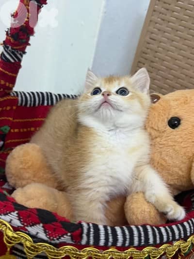 goldin shanshila ny12