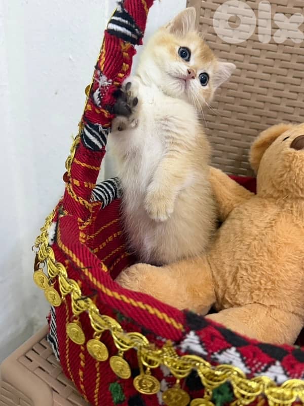 goldin shanshila ny12 3