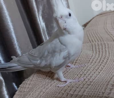 كروان الباينو