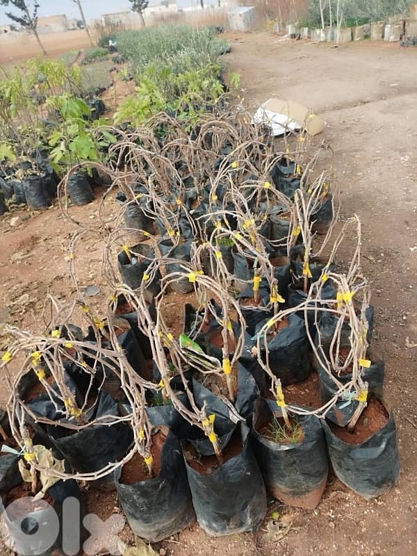 غازون رول بجميع أنواعه 1