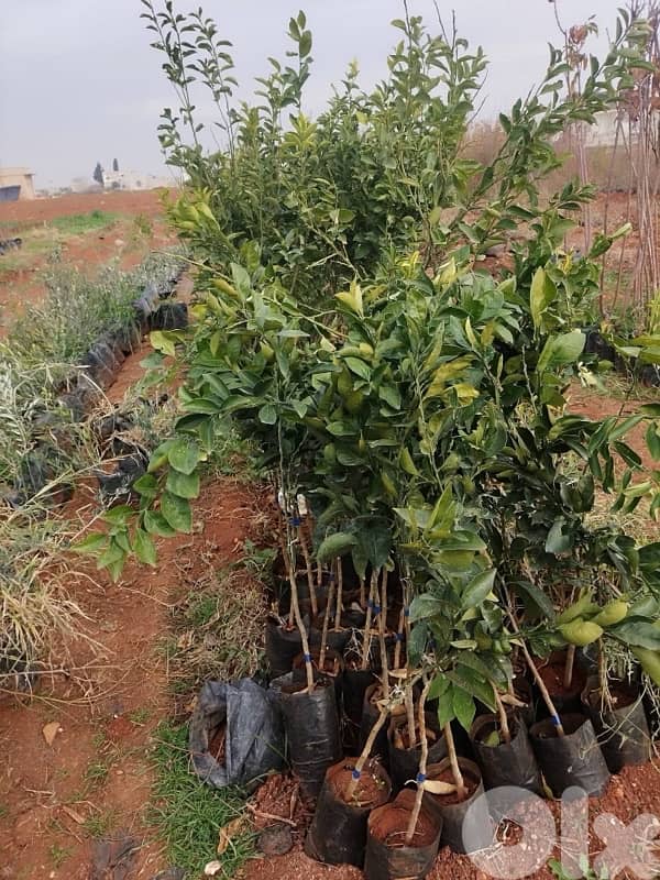 غازون رول بجميع أنواعه 2