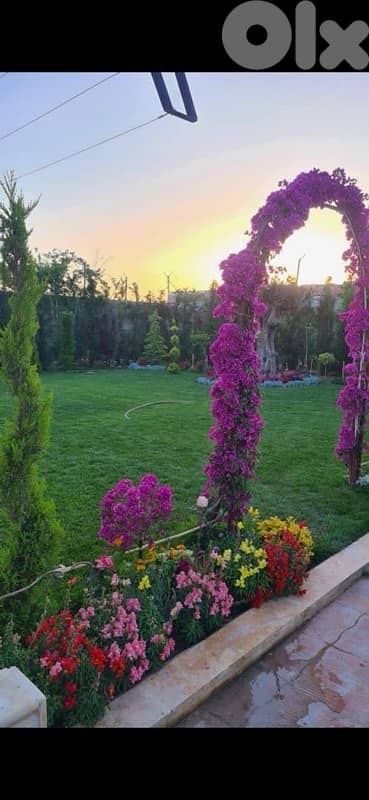 غازون رول بجميع أنواعه 3