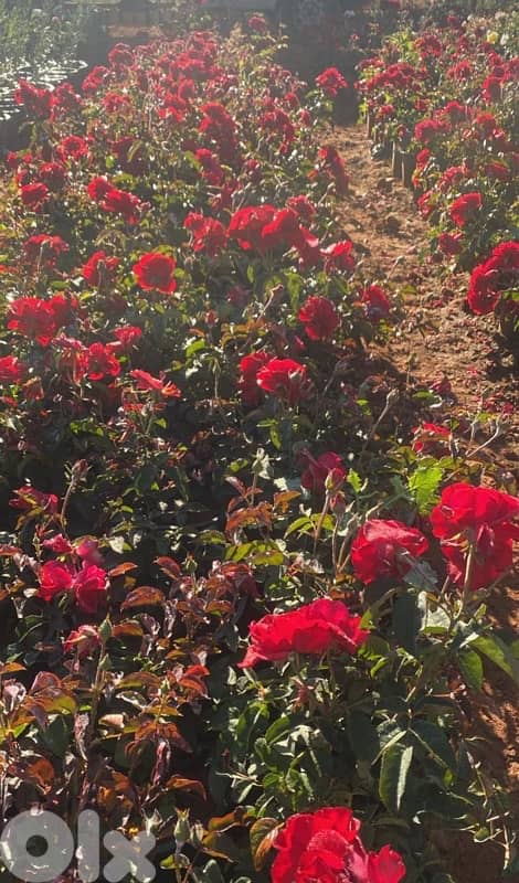 غازون رول بجميع أنواعه 4