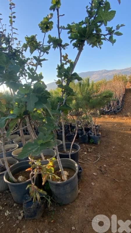 غازون رول بجميع أنواعه 5