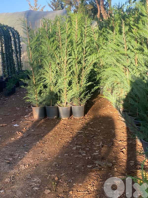 غازون رول بجميع أنواعه 9