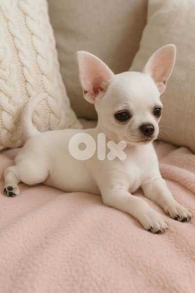 Chihuahua Apple Head Puppies in store/ dog كلاب