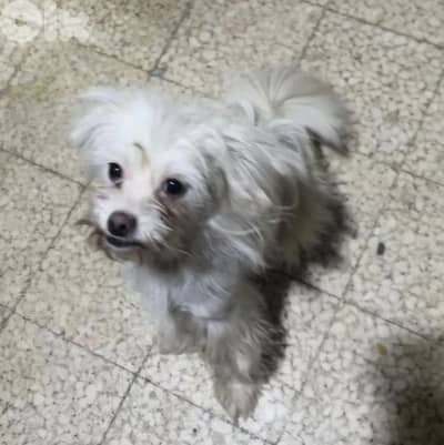 bichon dog for adoption