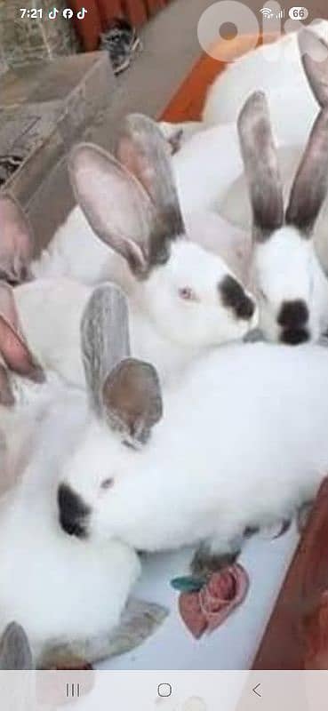 Giant French papillon Rabbits 7