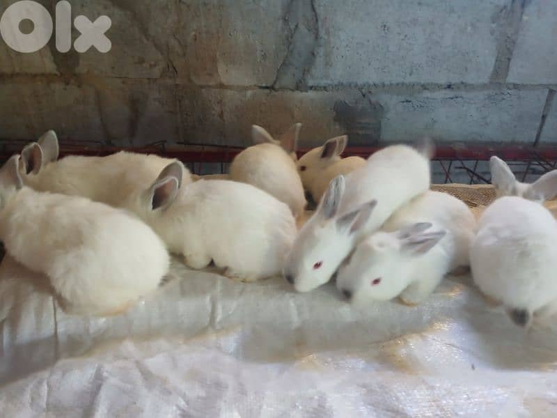 Giant French papillon Rabbits 8