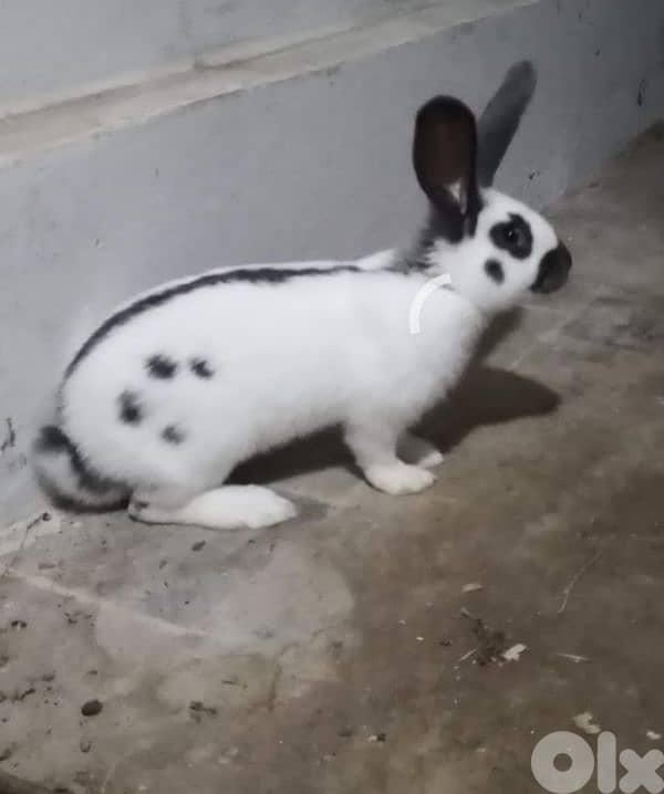 Giant French papillon Rabbits 9