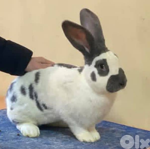 Giant French papillon Rabbits 10