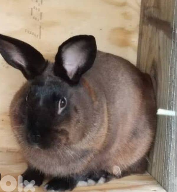 Giant French papillon Rabbits 11