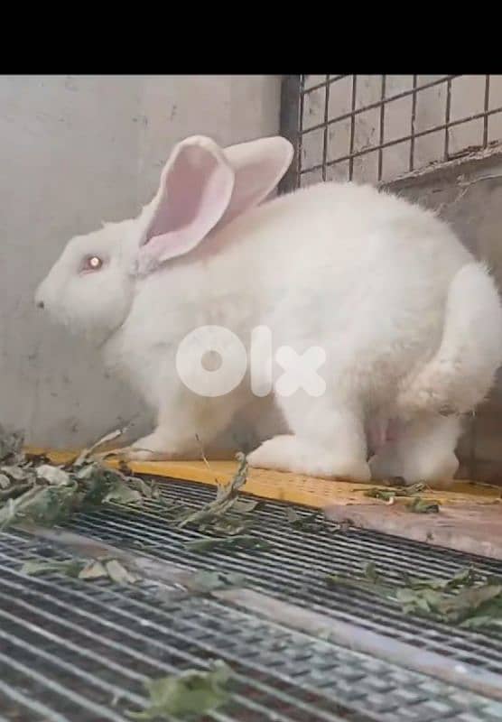 Giant French papillon Rabbits 12