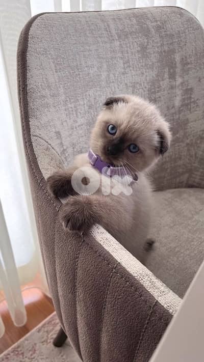 scottish fold kitten color point