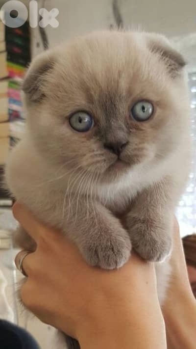 Scottish fold kitten bicolor