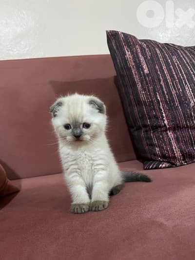 scottish love kitten