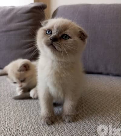 Scottish Fold Blue eyes