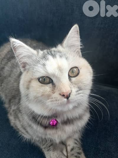 قطة للتبني