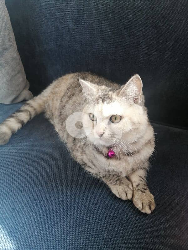 قطة للتبني 1