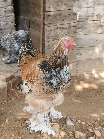 Brahma blue porselan