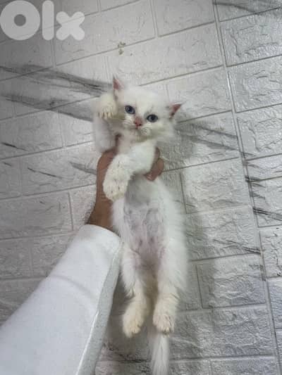persian himalayan kitten full white