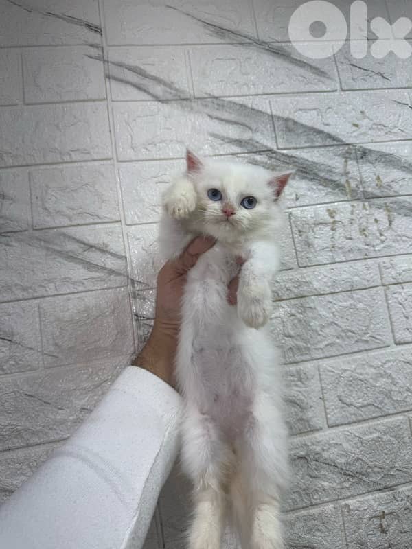 persian himalayan kitten full white 1