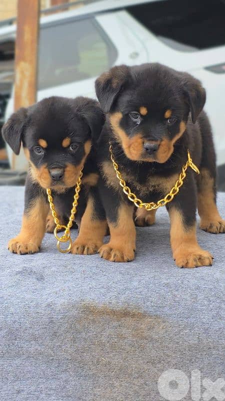 Rottweiler 1
